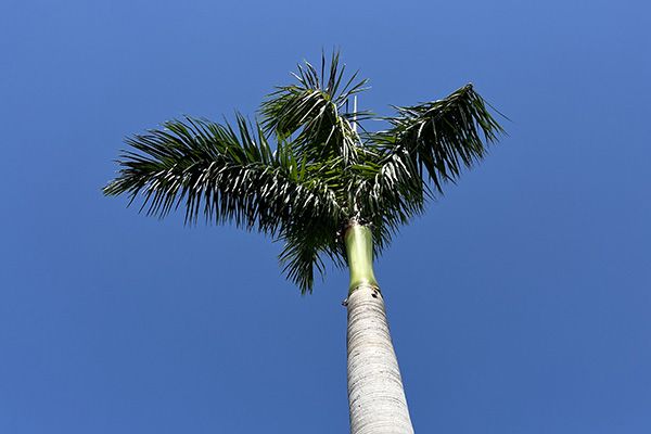 Navigating the Green Wave: A Look at South Florida’s Current Cannabis Policies